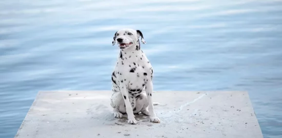 pet friendly villas in croatia (2)